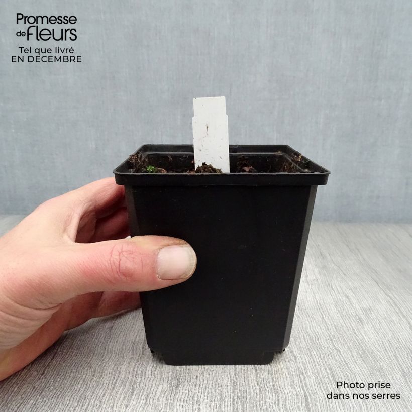 Dicentra spectabilis White Gold 8/9 cm pot sample as delivered in winter