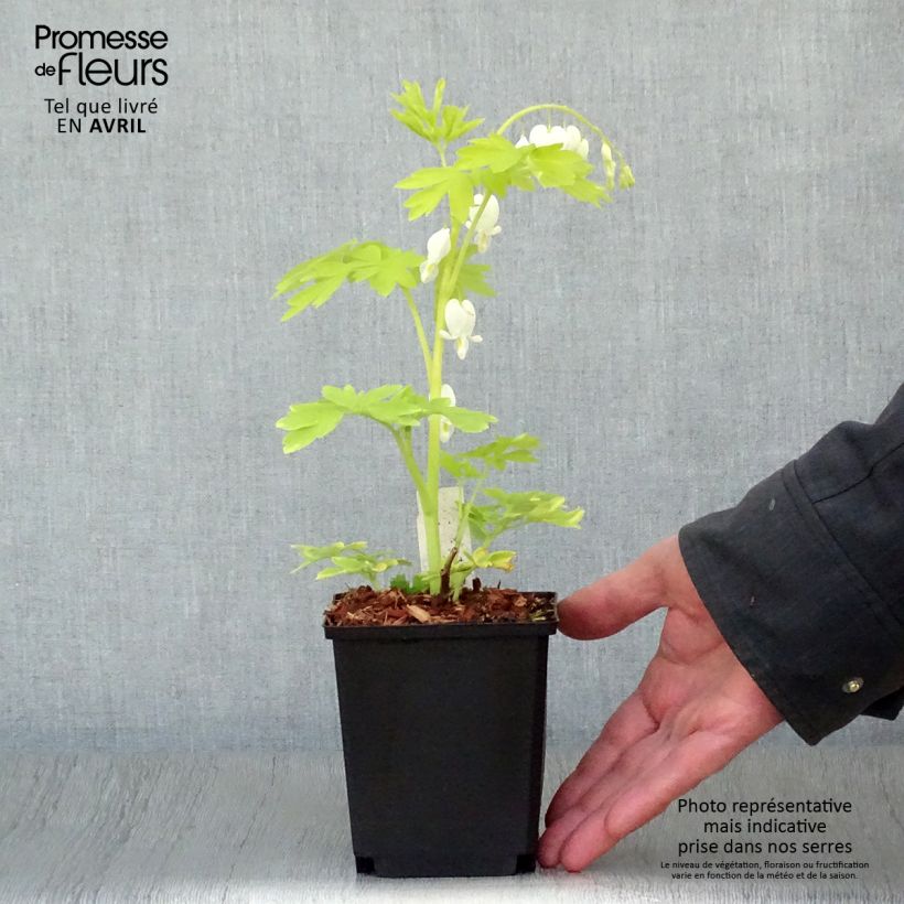 Dicentra spectabilis White Gold 8/9 cm pot sample as delivered in spring