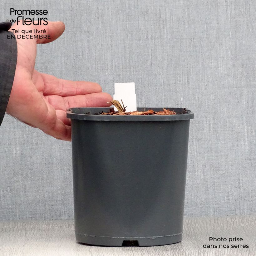 Dicentra spectabilis - Bleeding Heart 2L/3L pot sample as delivered in winter