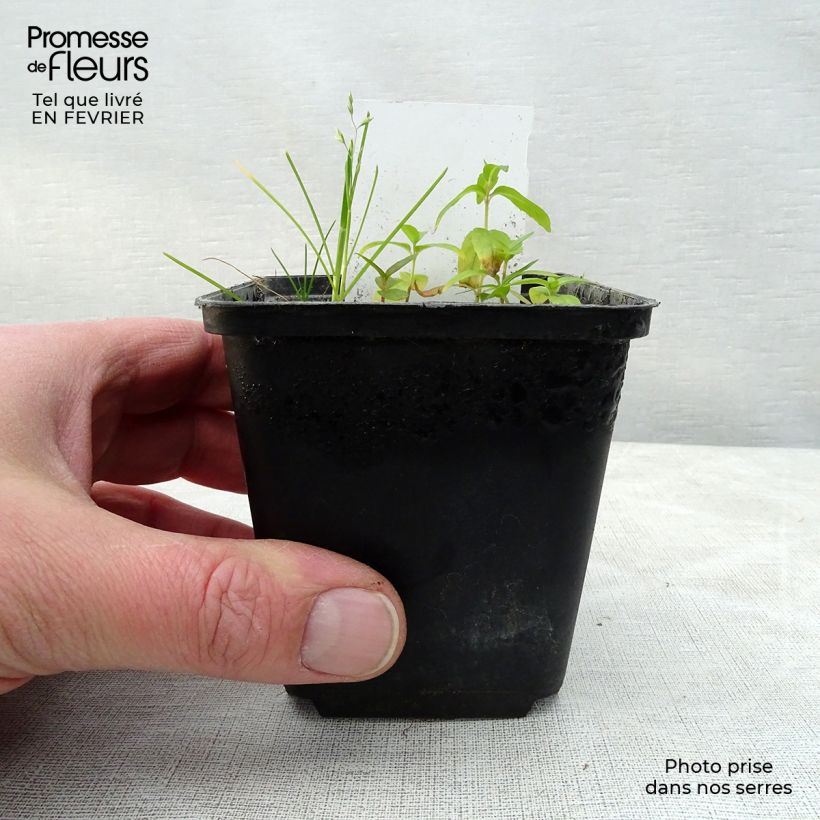 Dicentra spectabilis Valentine 7/8 cm pot sample as delivered in winter