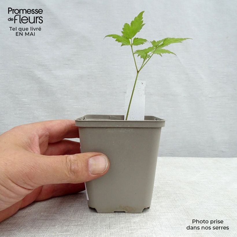 Dicentra spectabilis Valentine 7/8 cm pot sample as delivered in spring