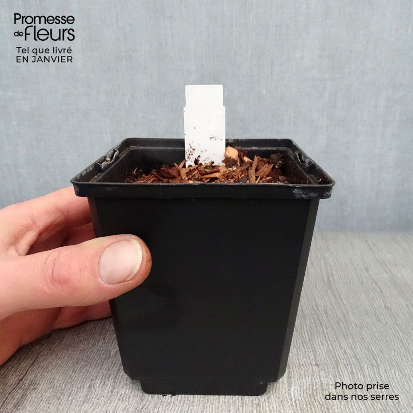 Dicentra spectabilis Goldheart 10cm/11cm pot sample as delivered in winter