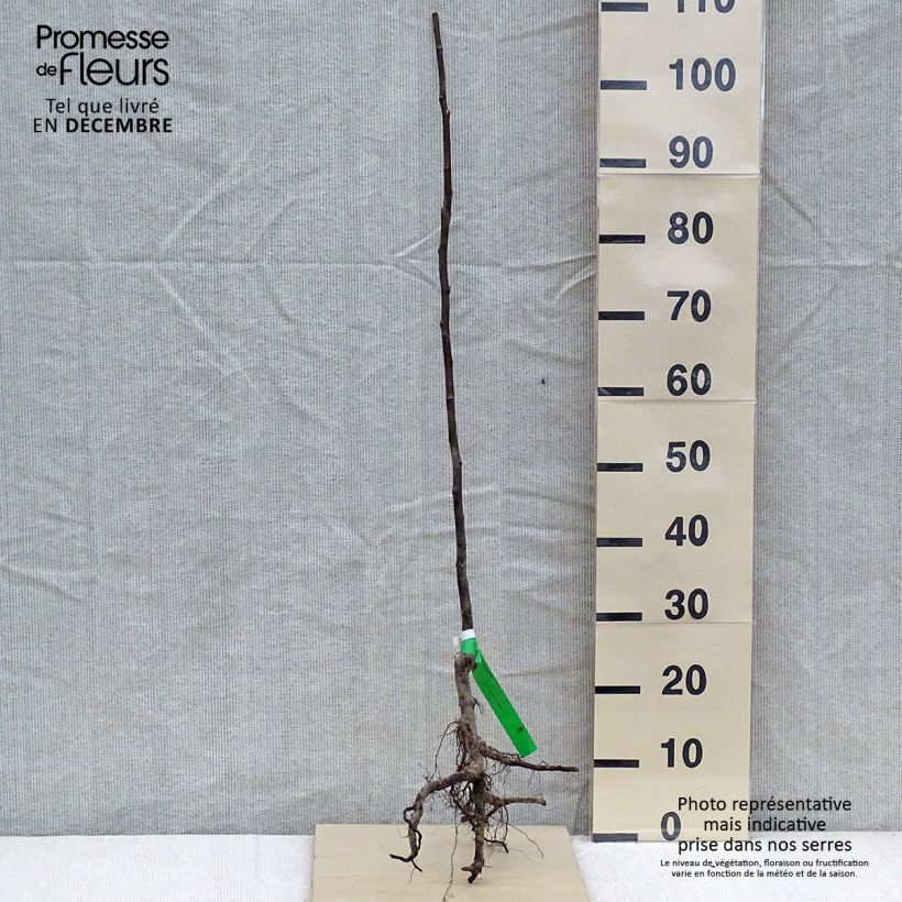 Organic Quince Champion - Cydonia oblonga Bare root, Scion sample as delivered in winter