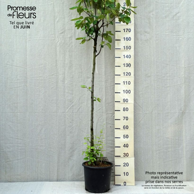 Cydonia oblonga Vranja 7.5L/10L pot, Half standard sample as delivered in spring