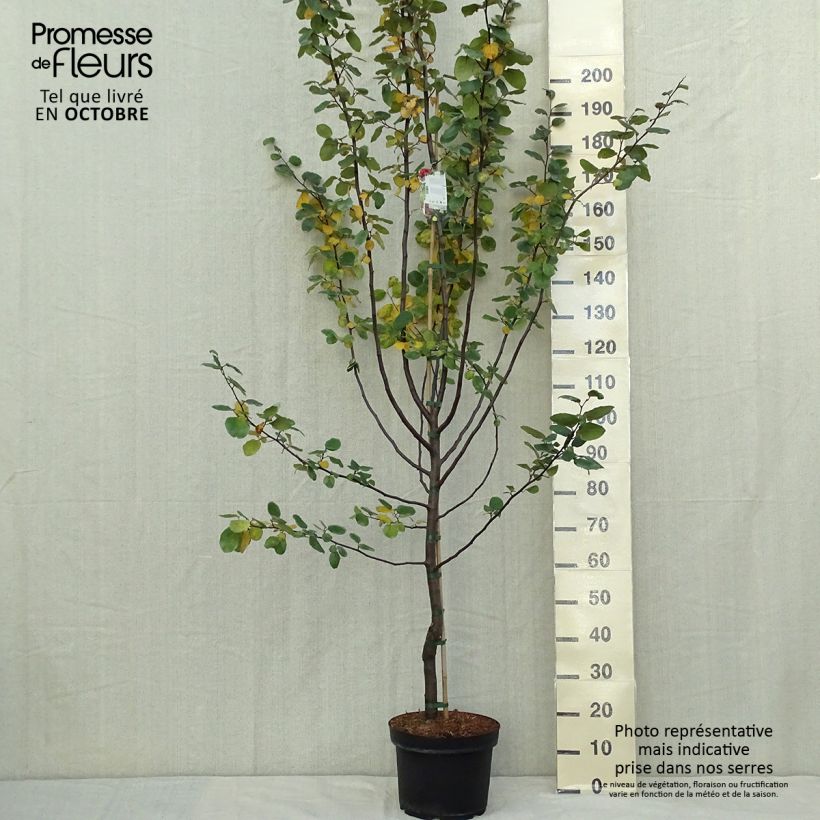 Common Quince Leskovac- Cydonia oblonga 7.5L/10L pot sample as delivered in autumn