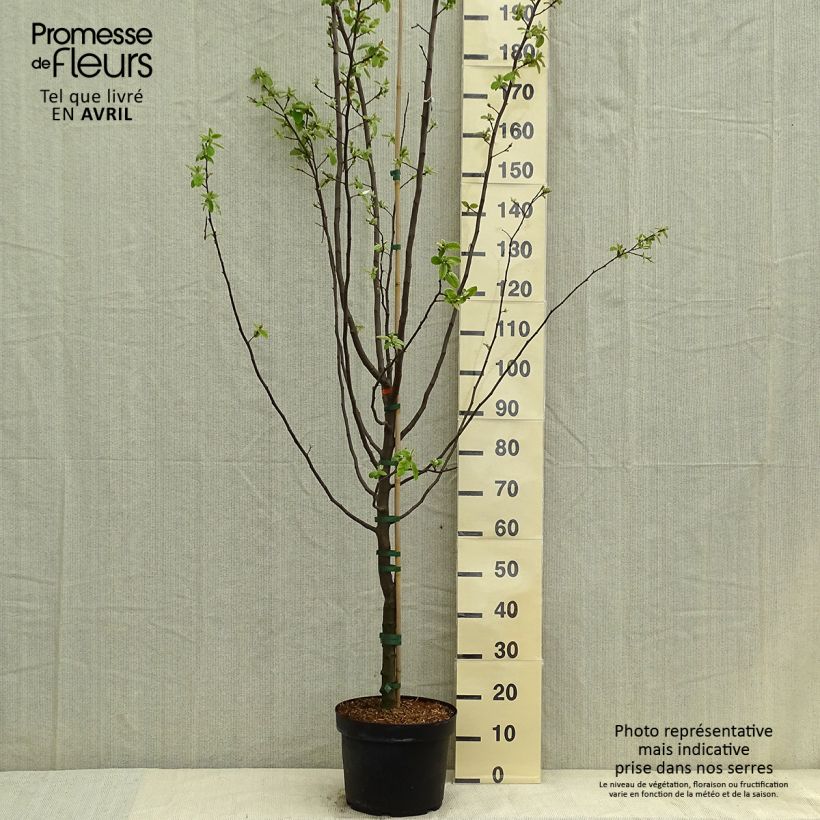 Common Quince Leskovac- Cydonia oblonga 7.5L/10L pot sample as delivered in spring