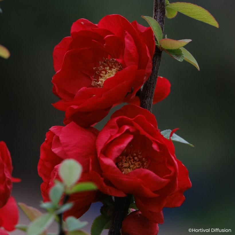 Chaenomeles Double Delice Love - Japanese quince (Flowering)