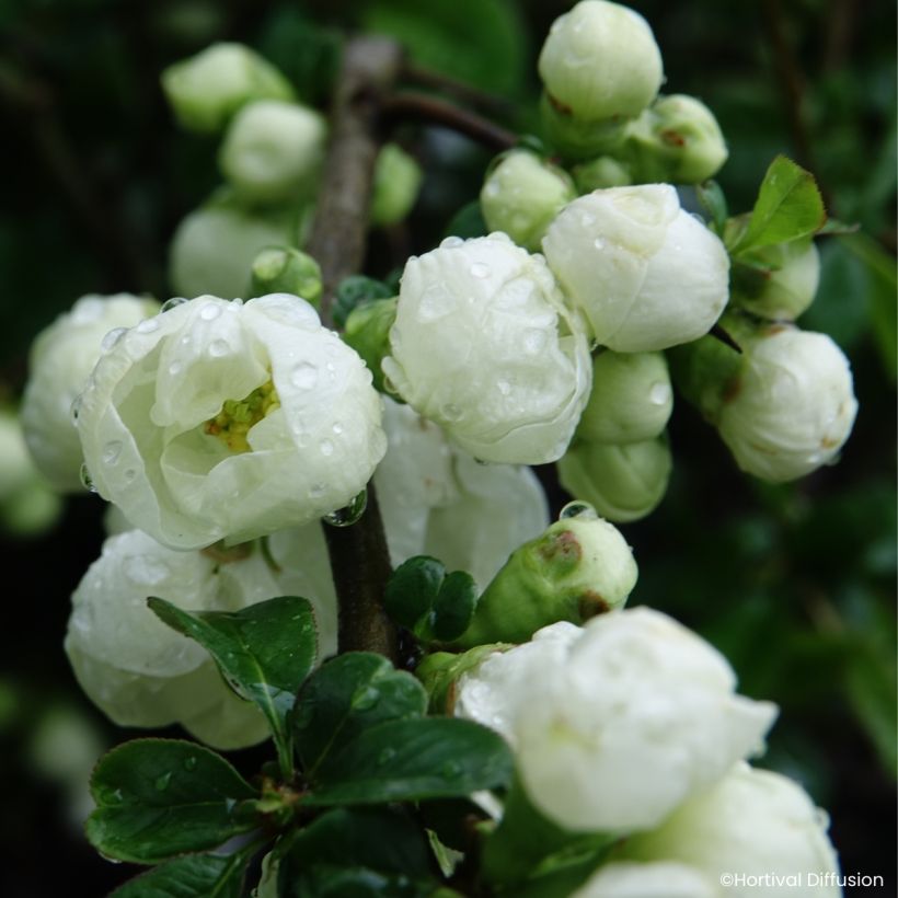 Chaenomeles speciosa Double Delice Pure - Japanese quince (Flowering)