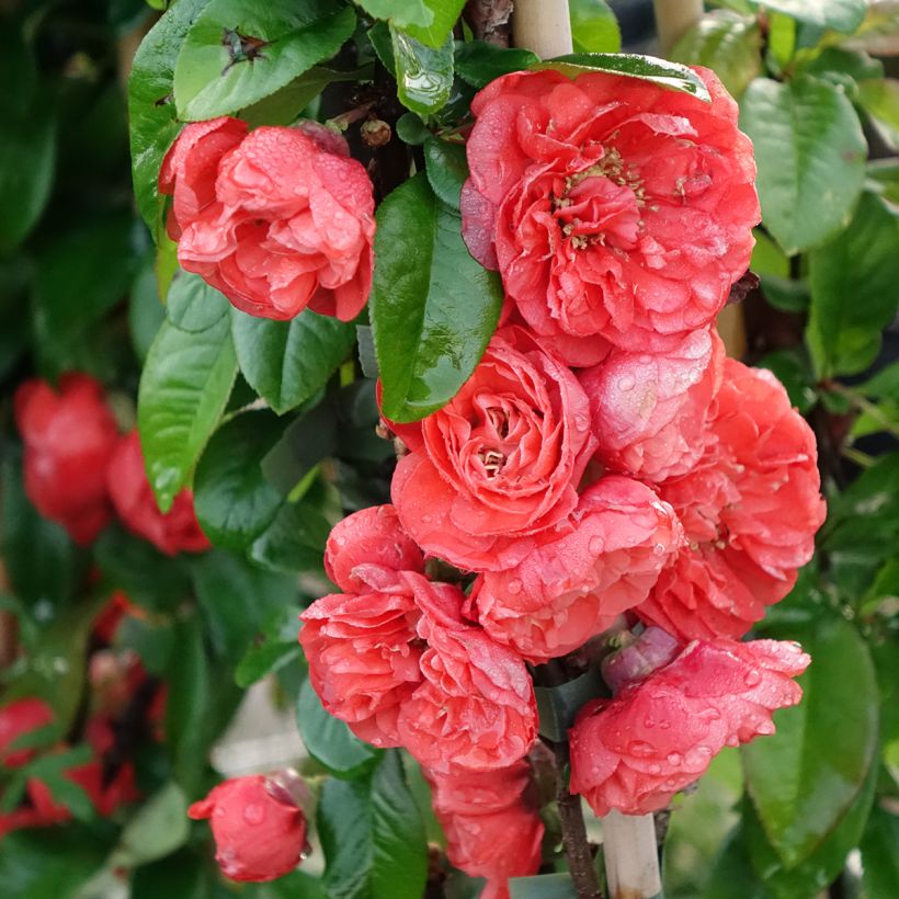 Chaenomeles speciosa Mango Storm - Flowering Quince (Flowering)