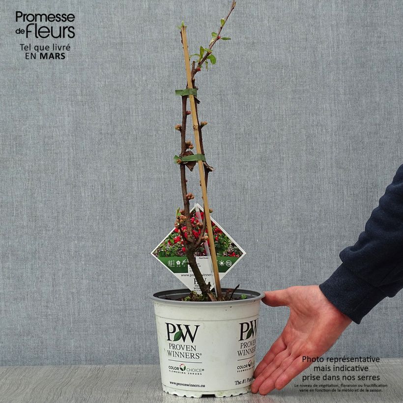 Chaenomeles speciosa Mango Storm - Flowering Quince 3L/4L pot sample as delivered in winter