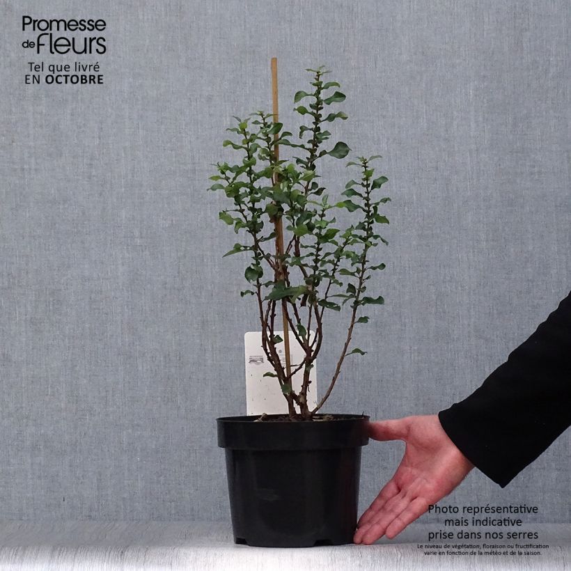 Chaenomeles speciosa Red Kimono Ainoomoi - Flowering Quince 4L/5L pot sample as delivered in autumn