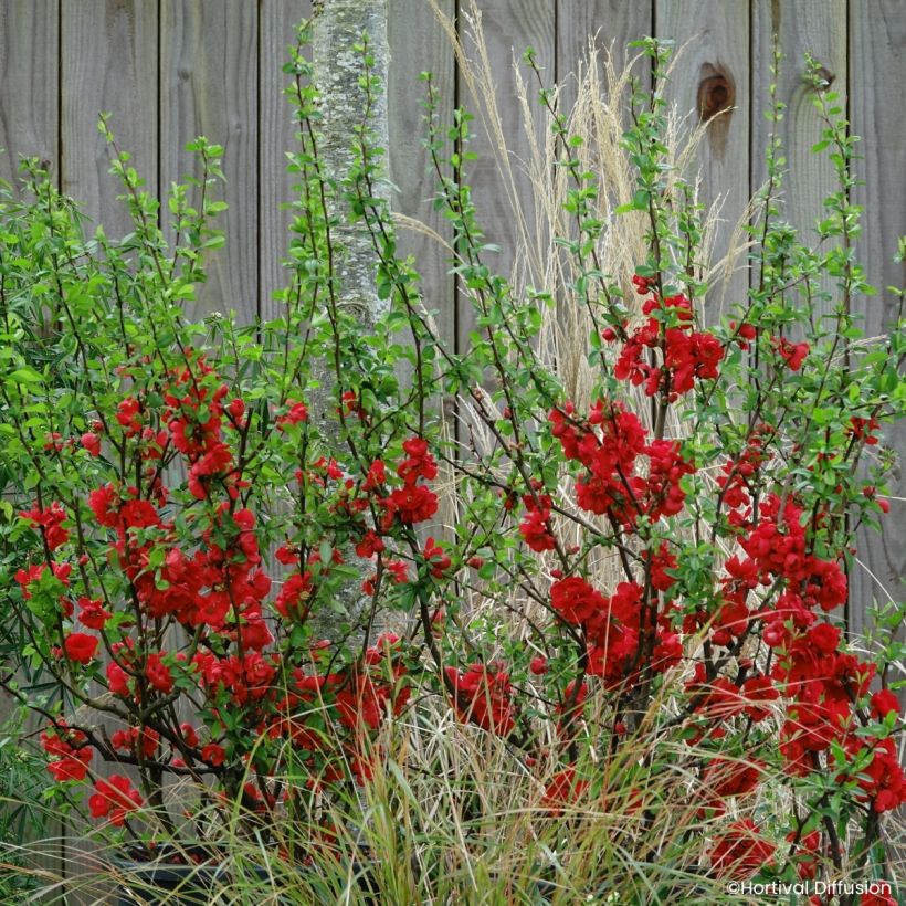 Chaenomeles speciosa Rouge Baiser - Japanese quince (Plant habit)