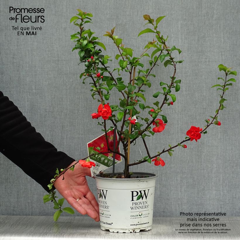 Chaenomeles speciosa Scarlet Storm - Flowering Quince 3L/4L pot sample as delivered in spring