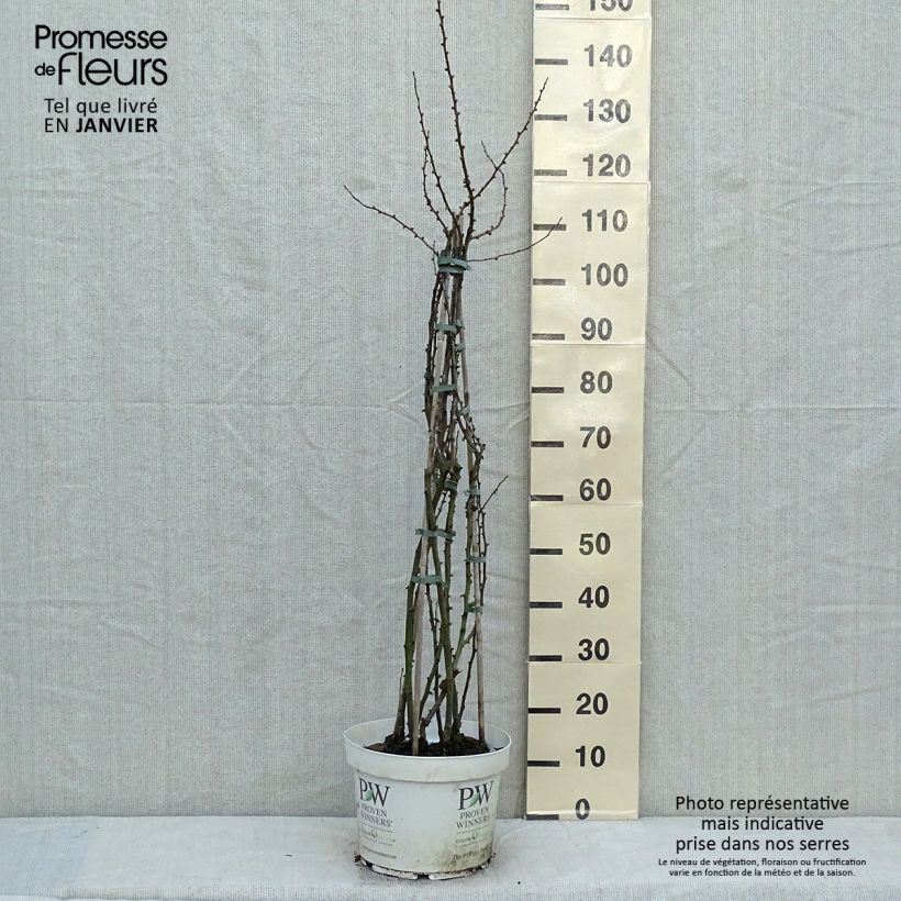 Chaenomeles speciosa Scarlet Storm - Flowering Quince 7.5L/10L pot sample as delivered in winter