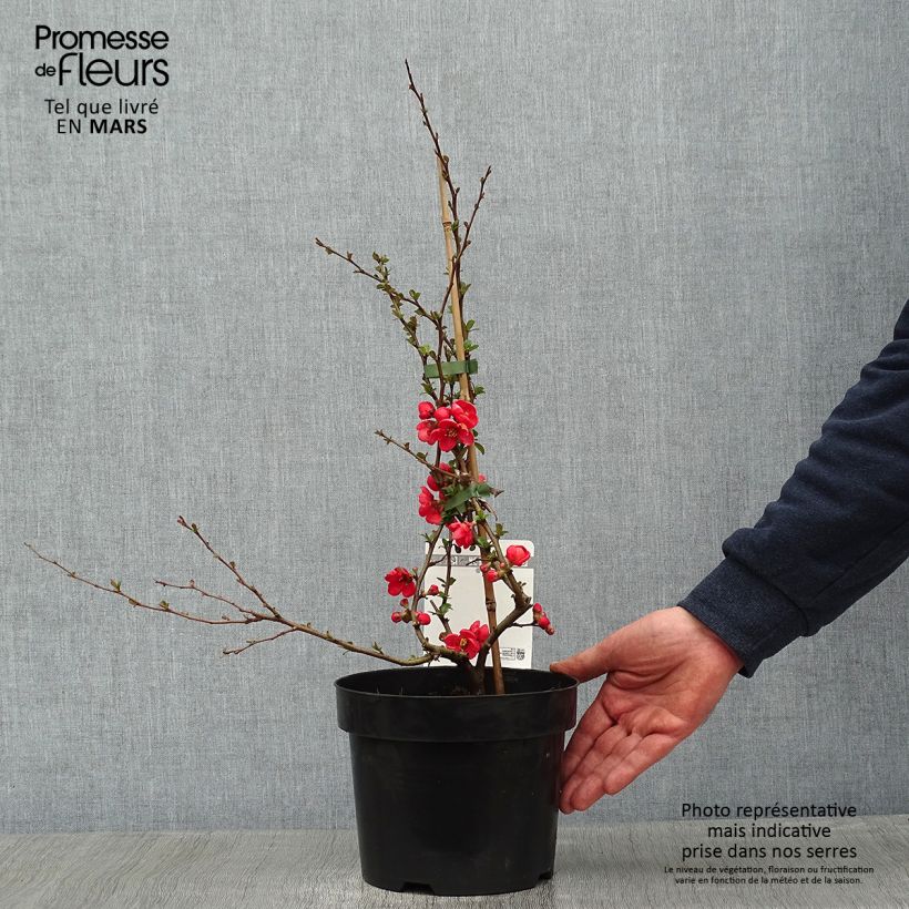 Chaenomeles superba Texas Scarlet - Flowering Quince 2L/3L pot sample as delivered in winter