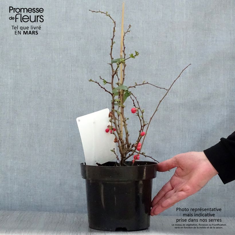 Chaenomeles superba Texas Scarlet - Flowering Quince 2L/3L pot sample as delivered in spring