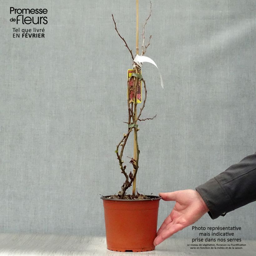 Chaenomeles speciosa Falconnet Charlet - Flowering Quince 2L/3L pot sample as delivered in winter