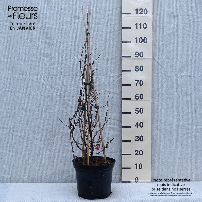 Chaenomeles speciosa Friesdorfer - Flowering Quince 7.5L/10L pot sample as delivered in winter