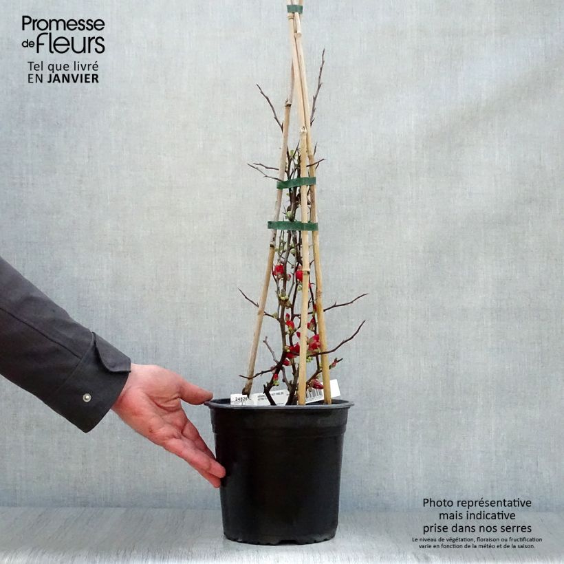 Chaenomeles speciosa Hot Fire - Flowering Quince 4L/5L pot sample as delivered in winter