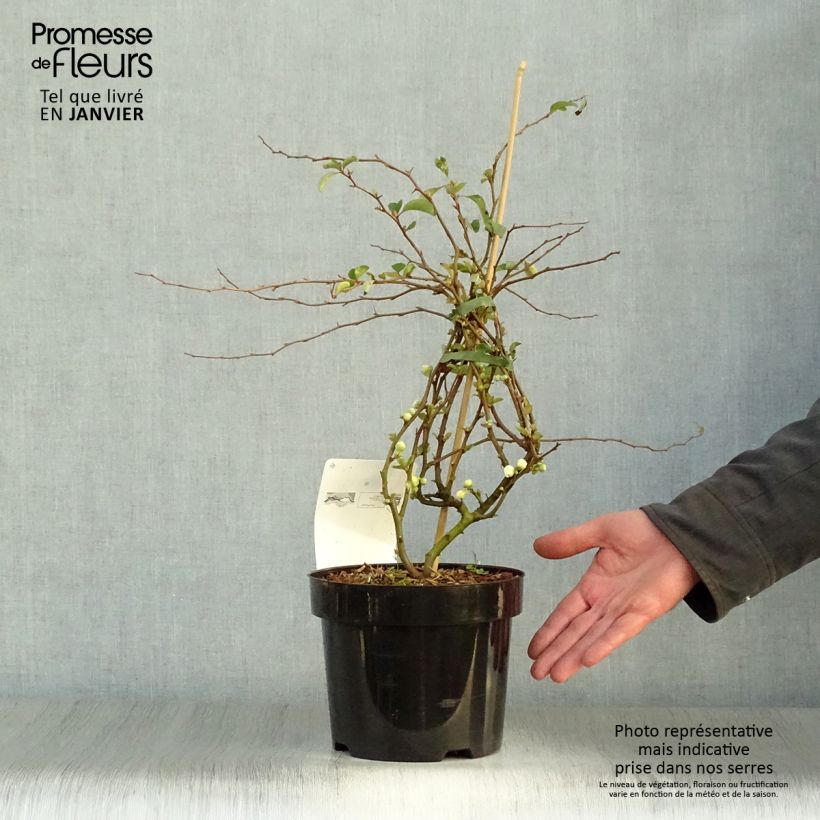 Chaenomeles superba Jet Trail - Flowering Quince 3L/4L pot sample as delivered in winter