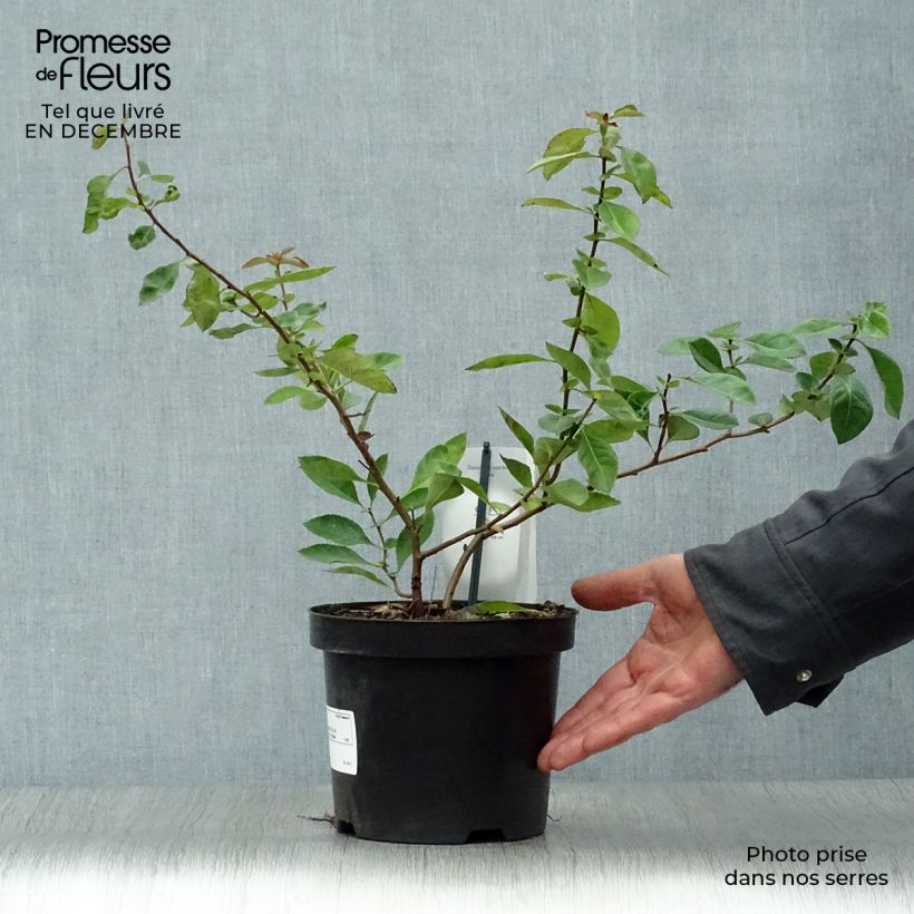 Chaenomeles superba Nicoline - Flowering Quince 2L/3L pot sample as delivered in winter