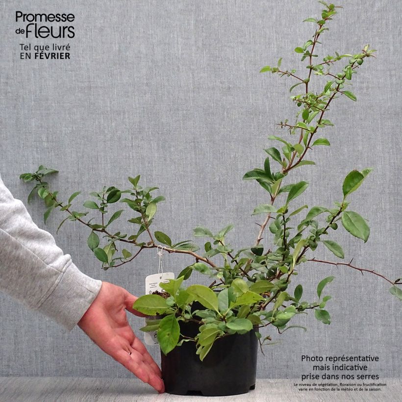 Chaenomeles superba Nicoline - Flowering Quince 2L/3L pot sample as delivered in autumn