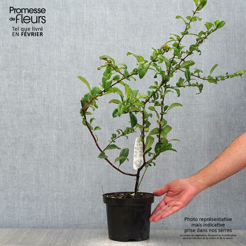 Chaenomeles speciosa Nivalis - Flowering Quince 2L/3L pot sample as delivered in autumn