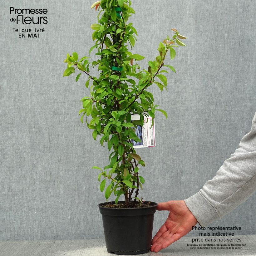 Chaenomeles speciosa Nivalis - Flowering Quince 2L/3L pot sample as delivered in spring