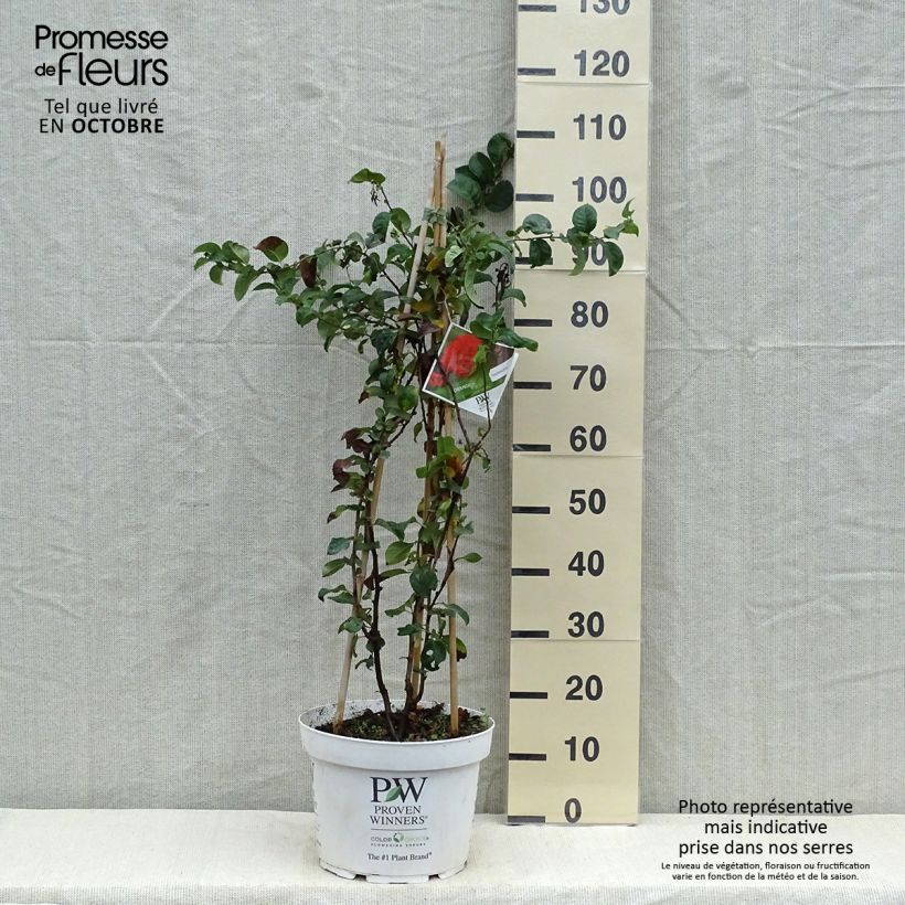 Chaenomeles speciosa Orange Storm - Flowering Quince 7.5L/10L pot sample as delivered in autumn