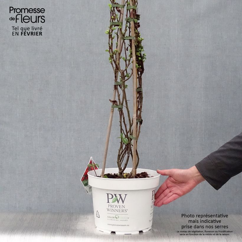 Chaenomeles speciosa Orange Storm - Flowering Quince 7.5L/10L pot sample as delivered in winter