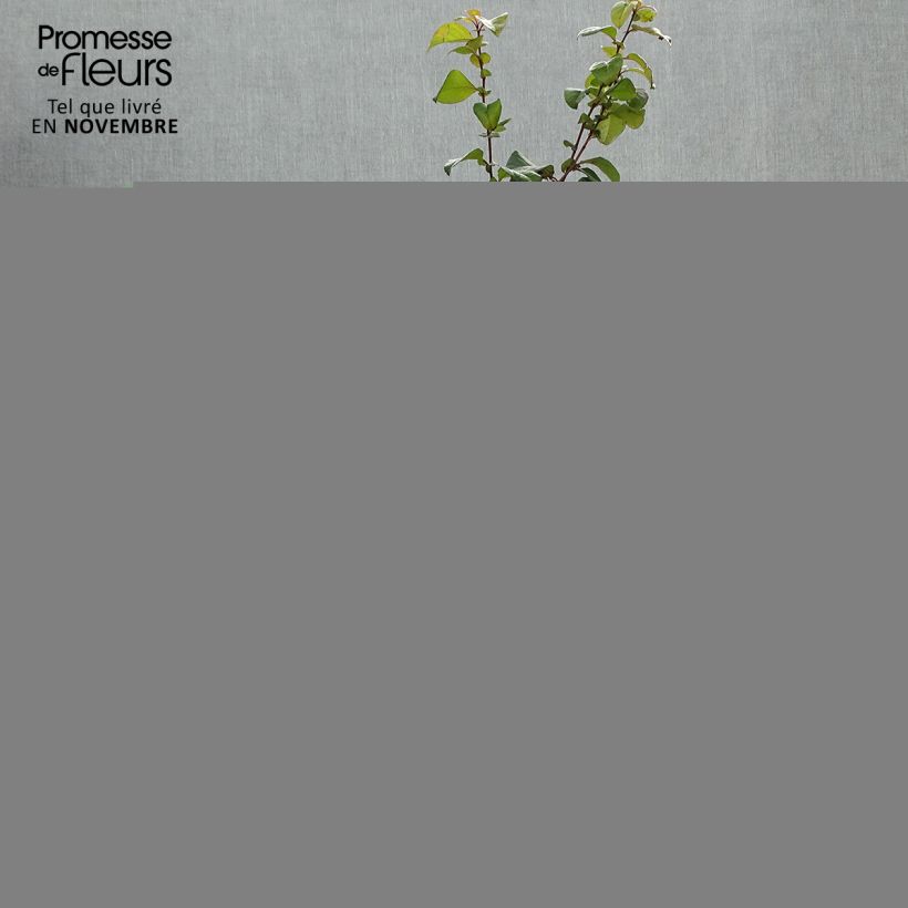 Chaenomeles speciosa Orange Storm - Flowering Quince 2L/3L pot sample as delivered in autumn