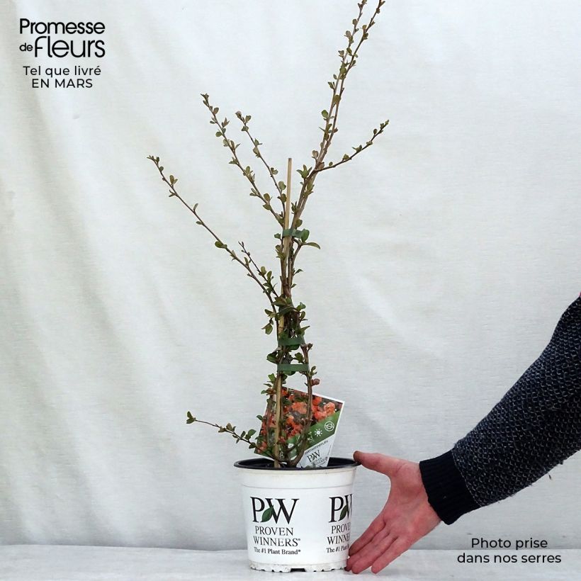 Chaenomeles speciosa Orange Storm - Flowering Quince 2L/3L pot sample as delivered in winter
