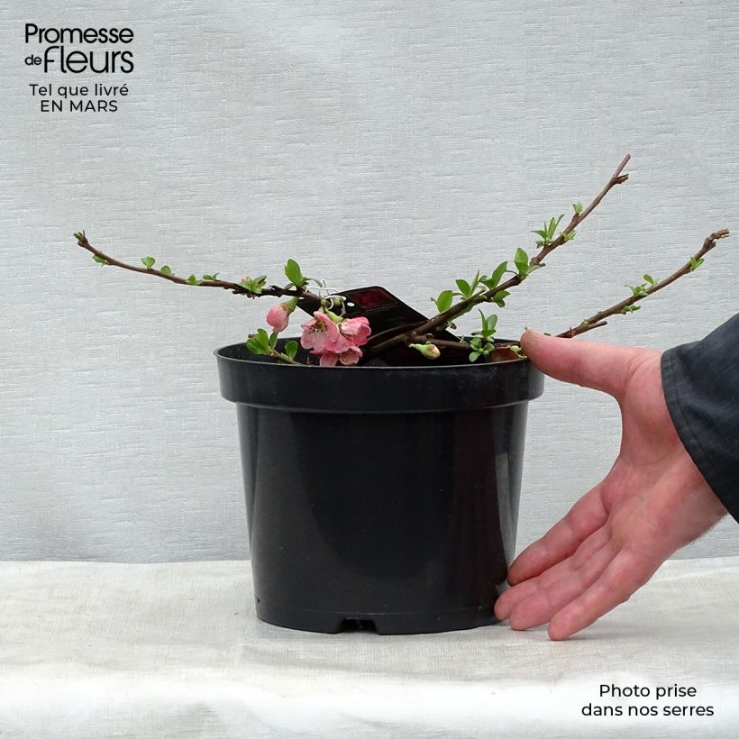 Chaenomeles superba Pink Lady - Flowering Quince 2L/3L pot sample as delivered in spring