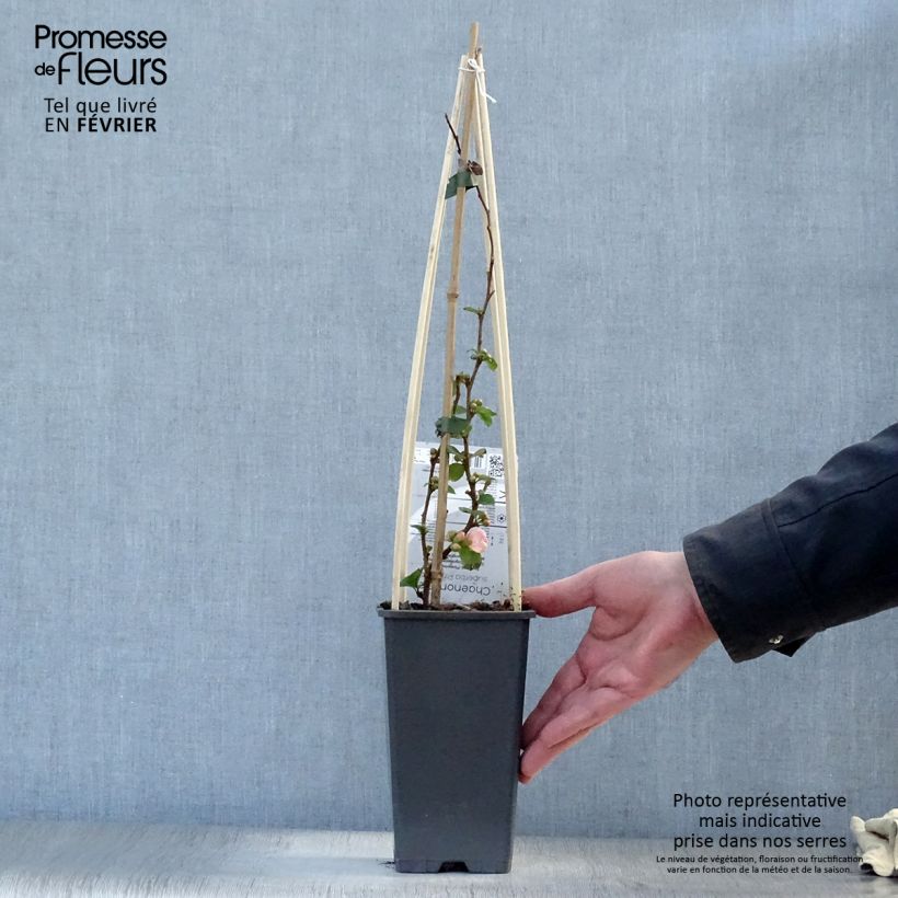 Chaenomeles superba Pink Lady - Flowering Quince 2L/3L pot sample as delivered in winter