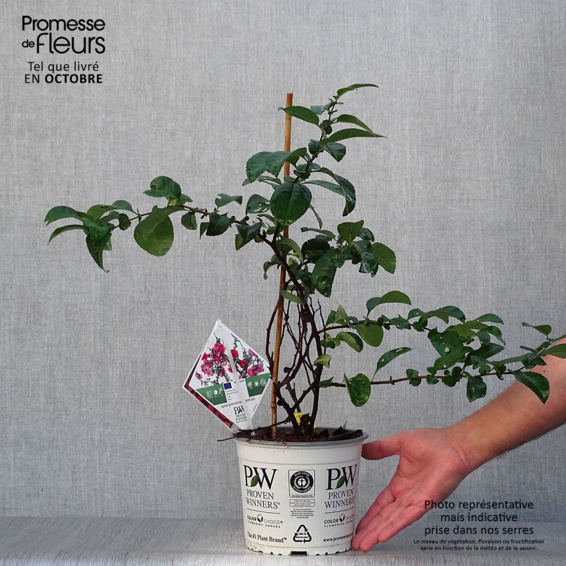 Chaenomeles speciosa Pink Storm - Flowering Quince 2L/3L pot sample as delivered in autumn