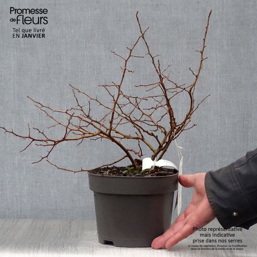 Chaenomeles japonica Sargentii - Flowering Quince 3L/4L pot sample as delivered in winter