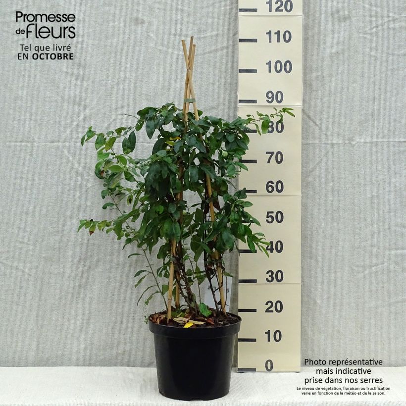 Chaenomeles speciosa Yukigoten - Flowering Quince 7.5L/10L pot sample as delivered in autumn
