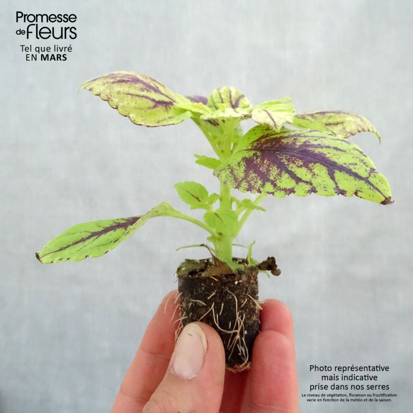Solenostemon Copinto Caipirinha Plug plant 3/4cm sample as delivered in spring