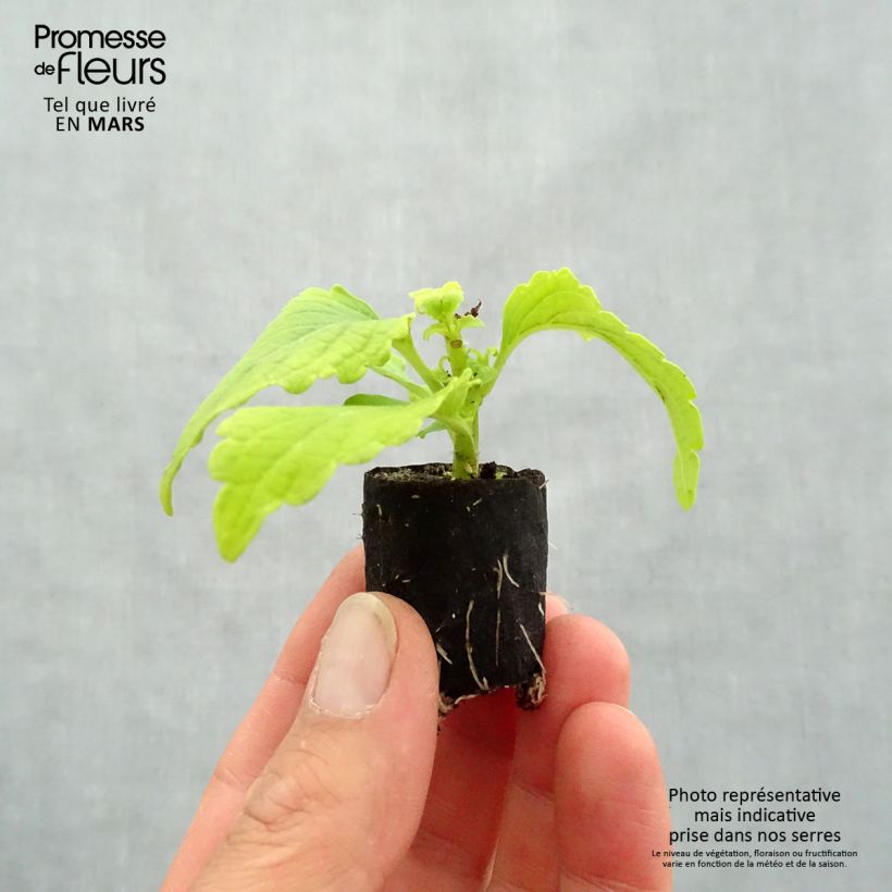 Solenostemon Copinto Margarita Plug plant 3/4cm sample as delivered in spring