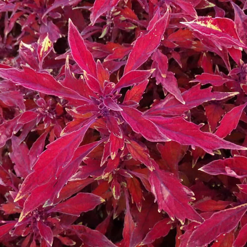 Solenostemon FlameThrower Salsa Roja (Foliage)