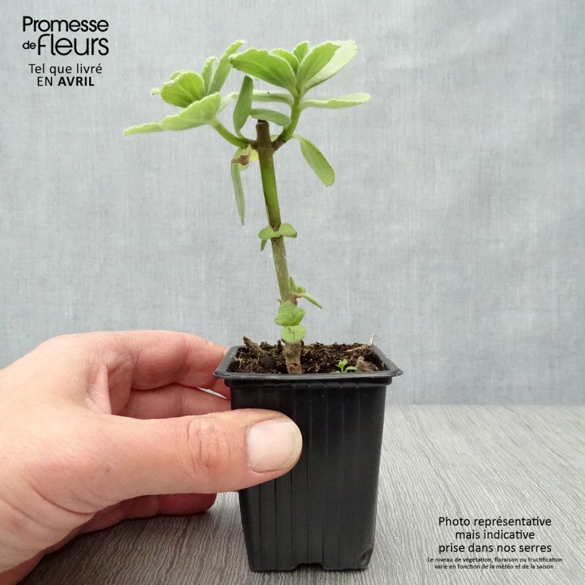 Coleus canina - deters dogs and cats - anti-cat plant 7/8 cm pot sample as delivered in spring