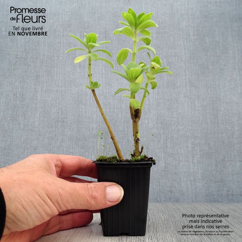 Coleus canina - deters dogs and cats - anti-cat plant 7/8 cm pot sample as delivered in autumn