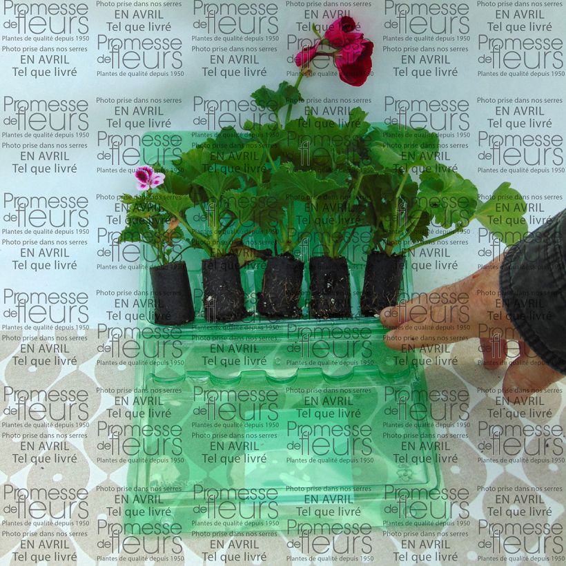 Example of Collection of 5 Upright Geraniums
 specimen as delivered