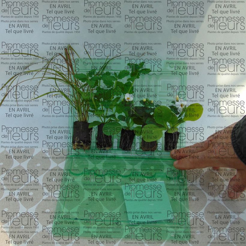 Example of    Red container collection specimen as delivered