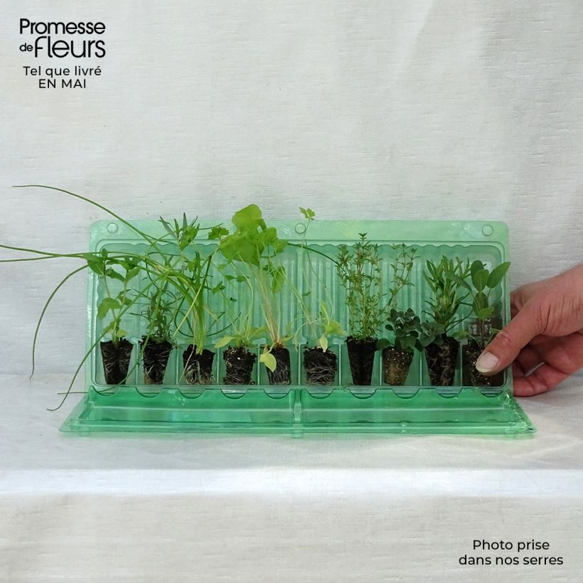 Collection of 10 Aromatic Plants
 sample as delivered in spring