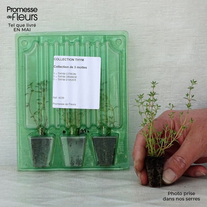 Collection of 3 Thyme plants
 sample as delivered in spring