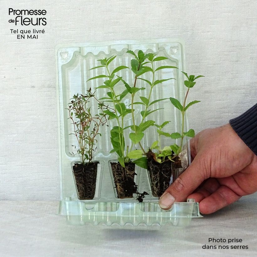 Collection of 3 Herbs for Teas and Infusions
 sample as delivered in spring