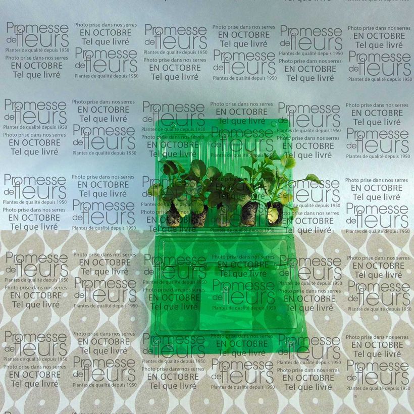 Example of Set of 5 'Ruby Mix Matrix' Pansy Plug Plants specimen as delivered