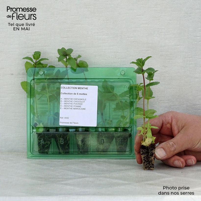 Collection of 5 mint plants
 sample as delivered in spring