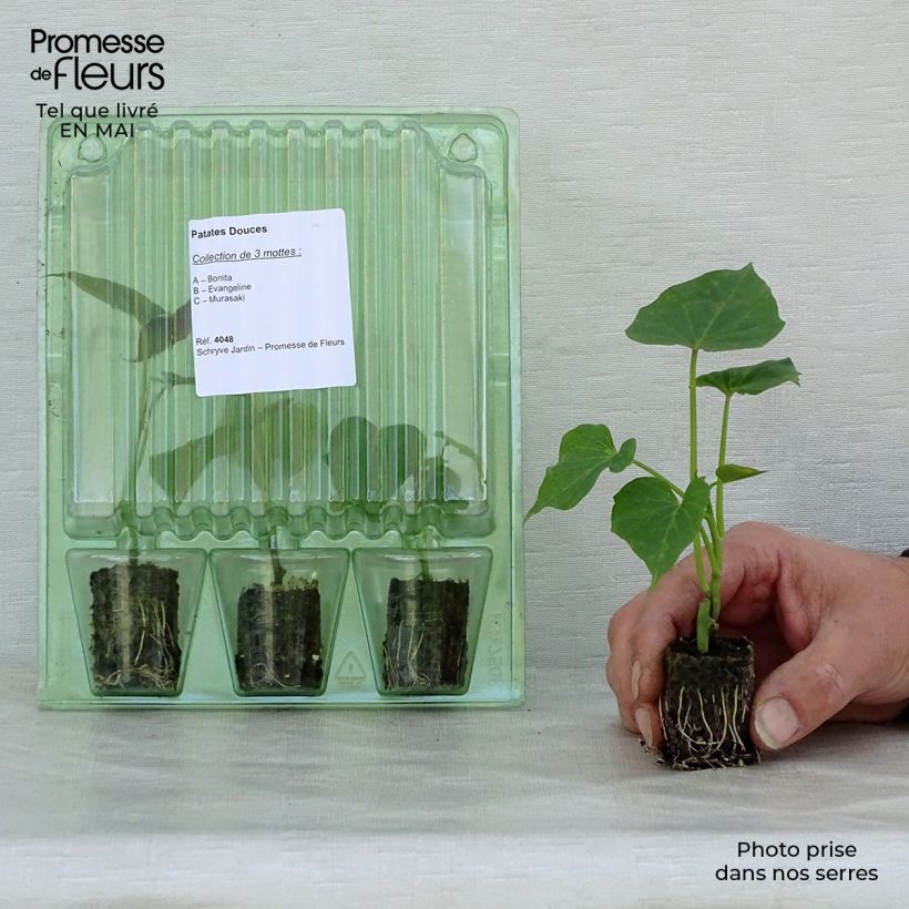 Discovery collection of 3 sweet potato plants
 sample as delivered in spring